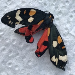 Callimorpha dominula