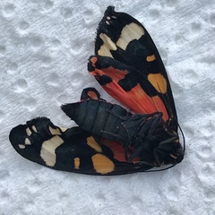 Callimorpha dominula