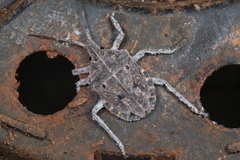 Peltasticus punctatus