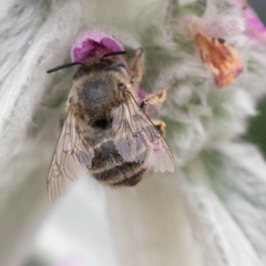 Anthophora