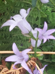 Campanula