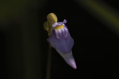 Utricularia caerulea