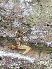 Monomorium intrudens