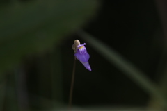 Utricularia caerulea