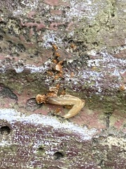 Monomorium intrudens