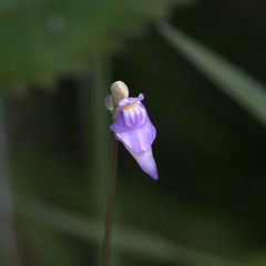 Utricularia caerulea