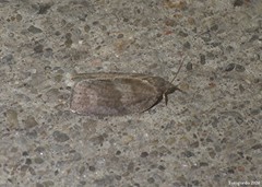 Choristoneura conflictana