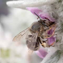 Anthophora