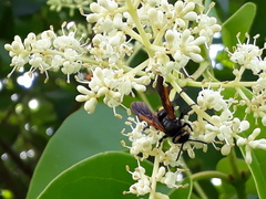 Scolia fuciformis