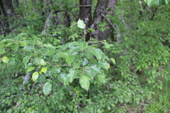 Pyrus communis caucasica