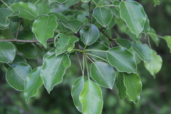 Pyrus communis caucasica