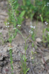 Valerianella dentata