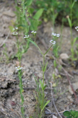 Valerianella dentata