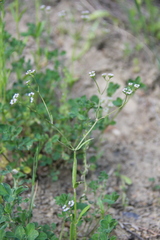 Valerianella dentata