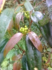 Smilax lanceifolia