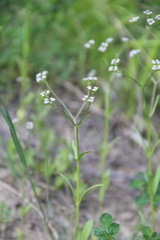 Valerianella dentata