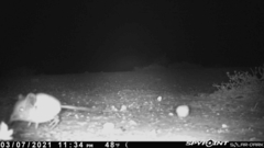 Macroscelides proboscideus