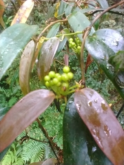 Smilax lanceifolia