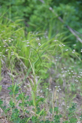 Valerianella dentata