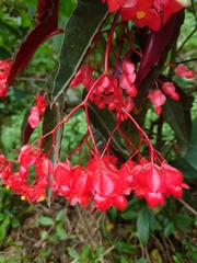 Begonia coccinea