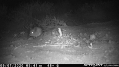 Macroscelides proboscideus