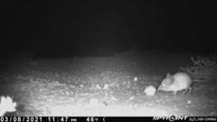 Macroscelides proboscideus