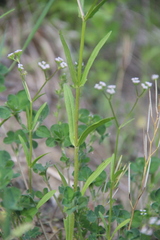 Valerianella dentata