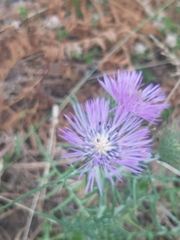 Galactites tomentosus