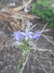 Campanula
