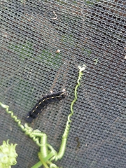 Theretra oldenlandiae