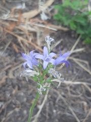 Campanula
