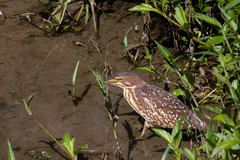 Ixobrychus eurhythmus