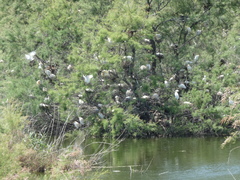 Ardeola ralloides