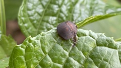 Phyllomegacopta majuscula