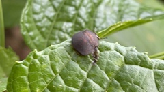 Phyllomegacopta majuscula