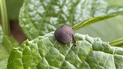 Phyllomegacopta majuscula