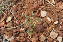 Portulaca filifolia