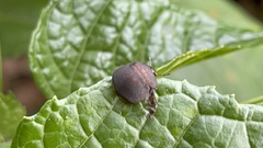 Phyllomegacopta majuscula