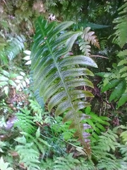 Blechnidium melanopus