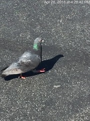 Columba livia