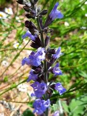 Salvia virgata