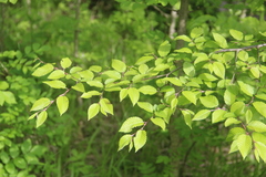 Carpinus orientalis