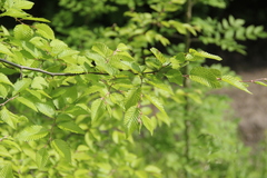Carpinus orientalis