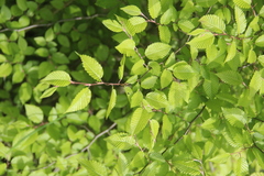 Carpinus orientalis