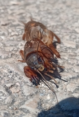 Gryllotalpa septemdecimchromosomica