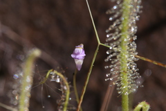 Utricularia caerulea