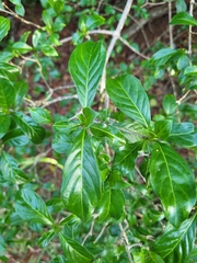 Eumachia microdon