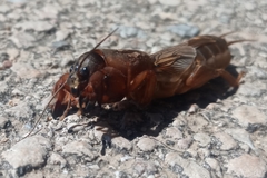 Gryllotalpa septemdecimchromosomica