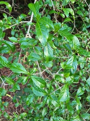 Eumachia microdon