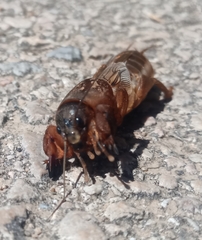 Gryllotalpa septemdecimchromosomica